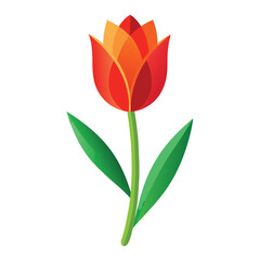 Single tulip flower in red orange gradient petals blooming