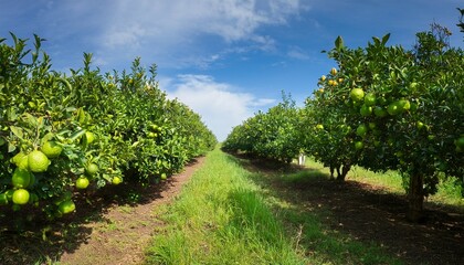 lime orchard with rows of lime trees bearing ripe fruits showcasing lush greenery and abundance of limes