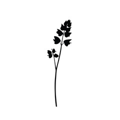 Black silhouette of a delicate flowering plant on a white background