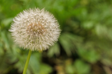 A perfect dandelion seedhead against a green background, in a garden in the eastern Andean mountains of central Colombia, near the town of Villa de Leyva.