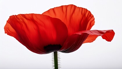 poppy flower bright red poppy white background image white background image