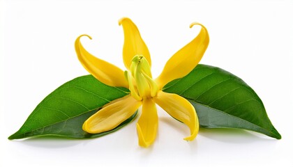 fresh ylang ylang flower isolated on white background