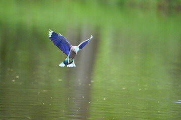Field Centipede in a public park in Thailand