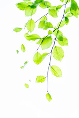 Obraz premium Green leaves of the beech tree (Fagus sylvatica) in spring. Cantabria, Spain, Europe