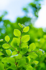 Green leaves of the beech tree (Fagus sylvatica) in spring. Cantabria, Spain, Europe