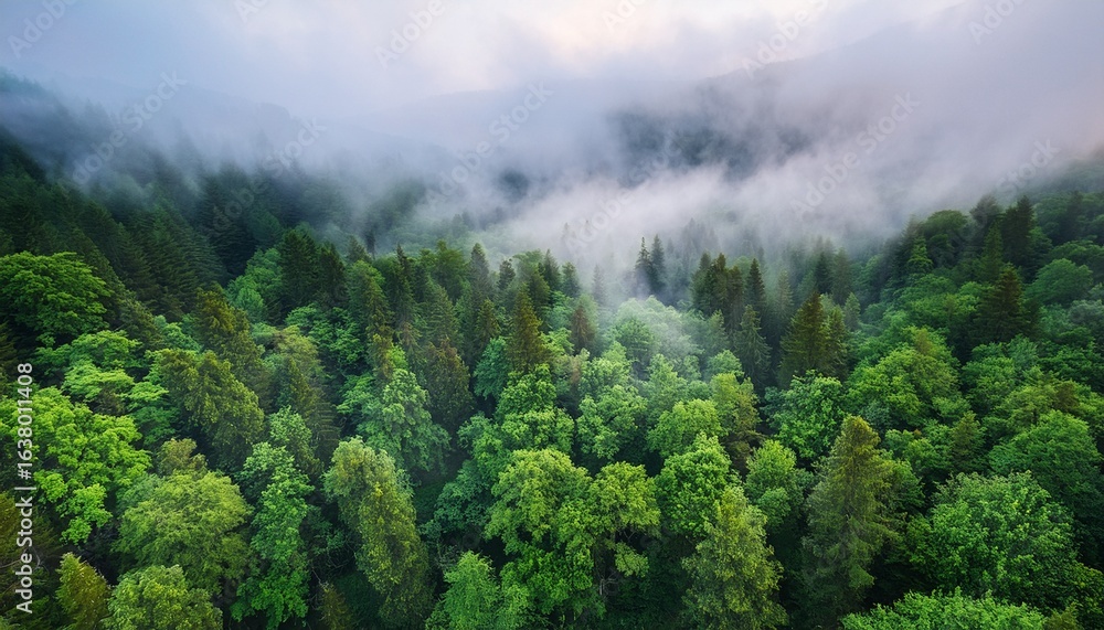 Poster aerial view of lush temperate rainforest with dense green trees and misty clouds creating serene and