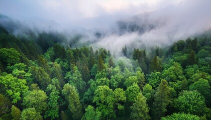 aerial view of lush temperate rainforest with dense green trees and misty clouds creating serene and tranquil atmosphere