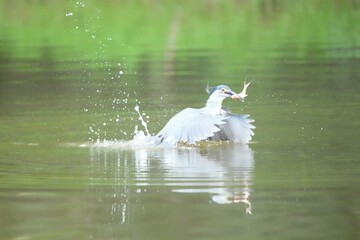 Obraz premium Green Egret in a public park in Thailand