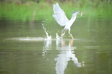 Green Egret in a public park in Thailand