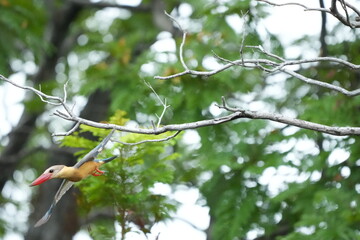 Common Kingfisher in a park in Thailand