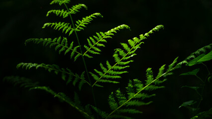 Green ferns in spring. Cantabria, Spain, Europe