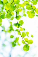 Obraz premium Green leaves of the alder tree (Alnus glutinosa) in spring. Cantabria, Spain, Europe