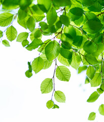 Green leaves of the beech tree (Fagus sylvatica) in spring. Cantabria, Spain, Europe