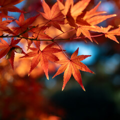 A close-up shot of brilliant red Japanese maple leaves on a branch. The sunlight illuminates the leaves, highlighting their intricate shapes and fiery color against a soft, dark background.