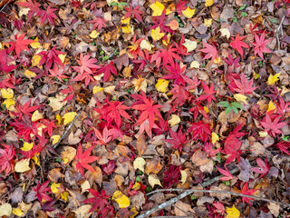 An overhead shot of the ground covered with fallen autumn leaves. The prominent red Japanese maple leaves are scattered across a bed of yellow and brown leaves.
