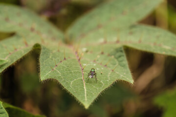 A fly resting on a spiny solanum quitoense leaf, macrophotography captured in a farm in he eastern Andean mountains of central Colombia, near the town of Villa de Leyva.