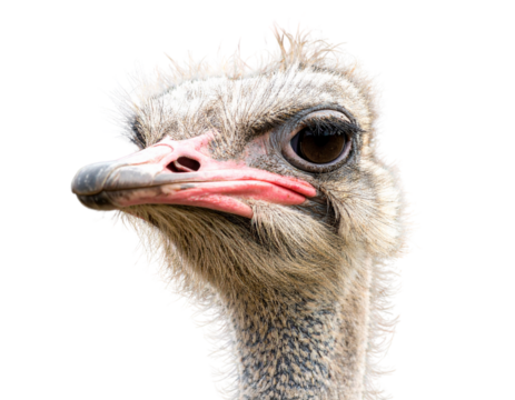 Close-Up Portrait of Ostrich Head with Detailed Feathers