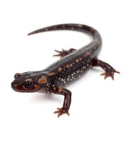 Obraz premium Small dark lizard with spots