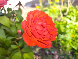 red rose in garden