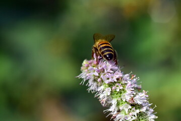 Biene auf blühender Apfel-Minze