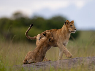 lion cubs playing