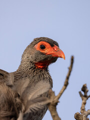 close up of a hen