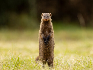 Mongoose