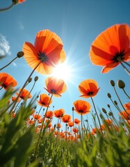 Obraz premium Field of vibrant red poppies in full bloom under clear blue summer sky. Sun shines brightly, illuminating delicate petals with backlit glow. Low angle perspective emphasizes vastness of floral
