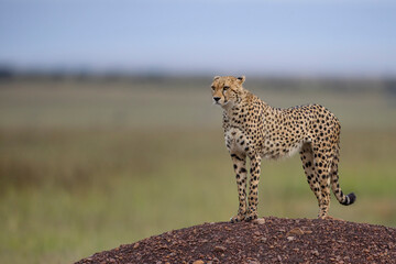 Cheetah