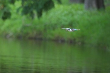 Sour-eating bird in a public park in Thailand