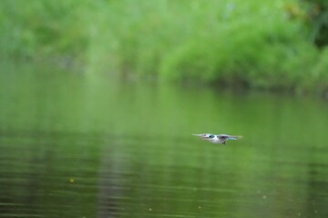 Sour-eating bird in a public park in Thailand