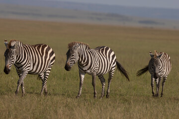 zebras and zebra
