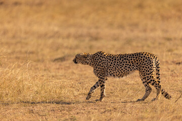 Cheetah on hunting mood