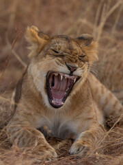 lion cub yawning