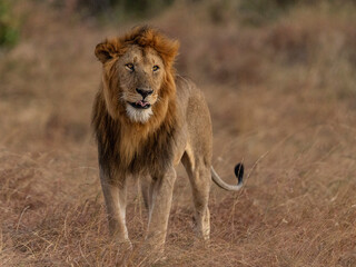 lion