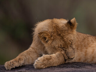 lion 