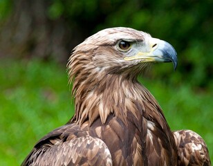 Obraz premium Portrait of a Bald Eagle against a backdrop of lush green trees. Majestic bald eagle image nature scene bird photo green foliage wildlife picture outdoor shot.