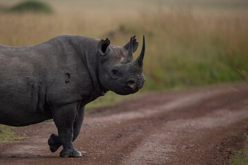 Obraz premium black rhino