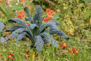 A lacinato kale plant growing amidst common garden plants, in a farm in the eastern Andean...