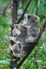 Adorable Wild Koala Eating Eucalyptus Leaves and Resting on Tree Branches in Natural Australian Habitat. Cute Wildlife Animal Close-Up in Daylight