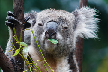 Adorable Wild Koala Eating Eucalyptus Leaves and Resting on Tree Branches in Natural Australian Habitat. Cute Wildlife Animal Close-Up in Daylight