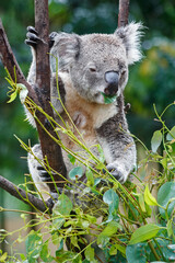 Adorable Wild Koala Eating Eucalyptus Leaves and Resting on Tree Branches in Natural Australian Habitat. Cute Wildlife Animal Close-Up in Daylight