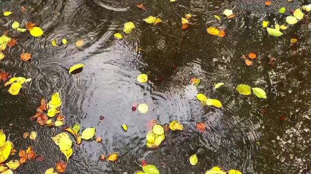 Autumn rainfall gently pattering on reflecting water surface, creating mesmerizing ripples across puddle surrounded by fallen leaves in soft, muted seasonal colors