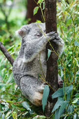 Adorable Wild Koala Eating Eucalyptus Leaves and Resting on Tree Branches in Natural Australian Habitat. Cute Wildlife Animal Close-Up in Daylight