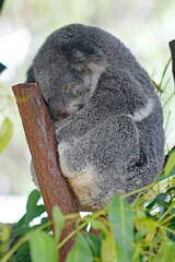 Adorable Wild Koala Eating Eucalyptus Leaves and Resting on Tree Branches in Natural Australian Habitat. Cute Wildlife Animal Close-Up in Daylight