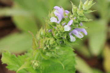 薄い紫と白の花を咲かせるウツボグサ
