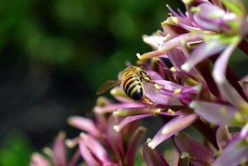 Biene an einer Schopflilie