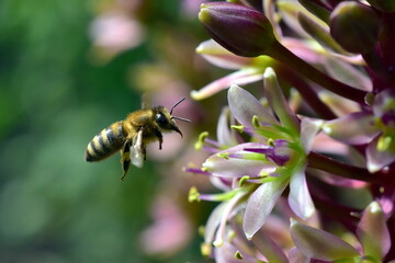 Biene fliegt zu einer Schopflilie