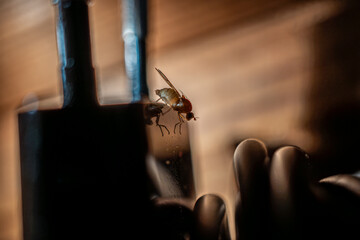 Drosophila melanogaster, Schwarzbäuchige Fruchtfliege auf einem Ladegerät, on a charger