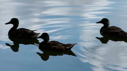 Ducks swim gracefully on calm water surface